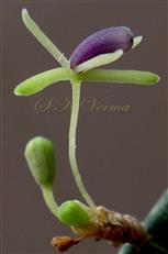  Male Inflorescence (Raceme)